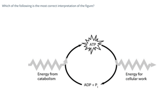 Atp free energy carrier pogil answers