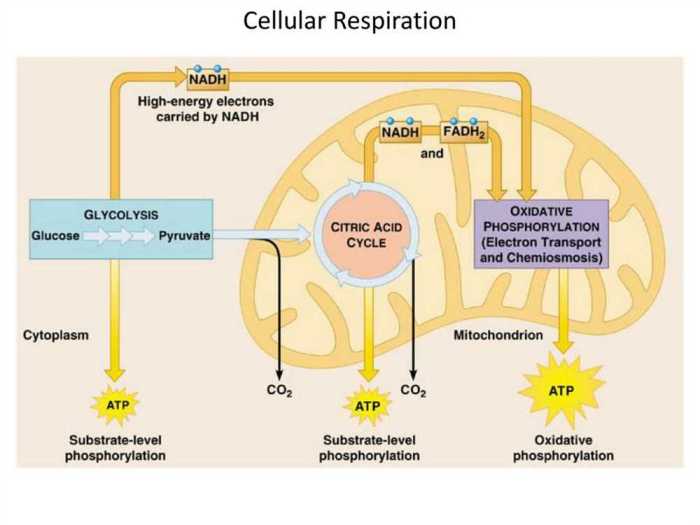 Atp free energy carrier pogil answers