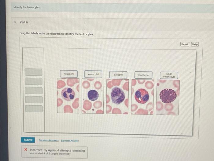 Drag the labels onto the diagram to identify the leukocytes