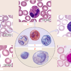 Diagram identify drag labels onto endocytosis types label pinocytosis phagocytosis transcribed text show vesicle