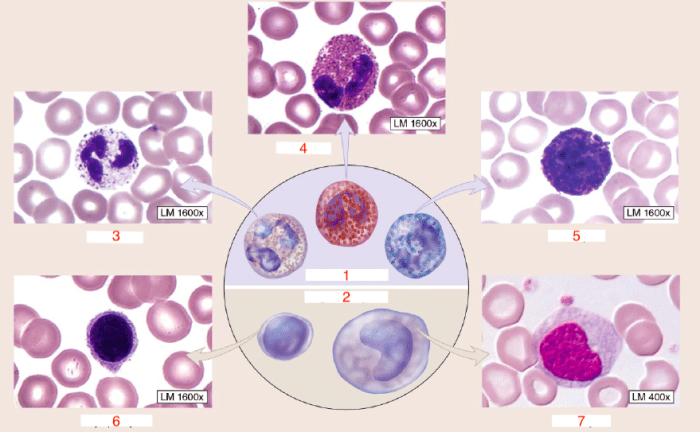 Diagram identify drag labels onto endocytosis types label pinocytosis phagocytosis transcribed text show vesicle