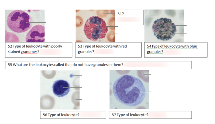 Drag the labels onto the diagram to identify the leukocytes